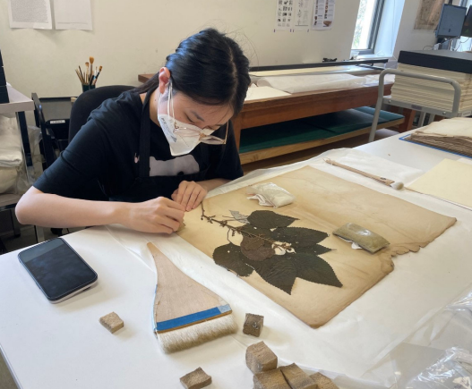 restoring botanical specimens