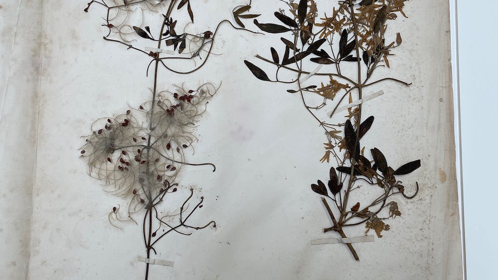 botanical specimens